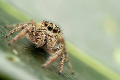 Mile End Jumping Spider, Rembrandtkwartier, 2282 Rijswijk, Netherlands, photo 7 of 10