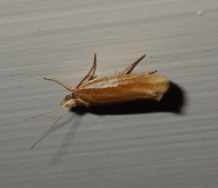 Ypsolopha parenthesella