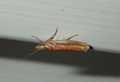Ypsolopha parenthesella