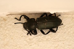 Pycnocerus passerini