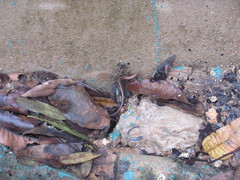 Scincella melanosticta