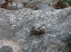 Anatlanticus koreanus