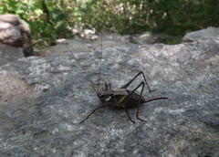 Anatlanticus koreanus
