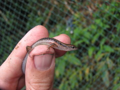 Scincella melanosticta