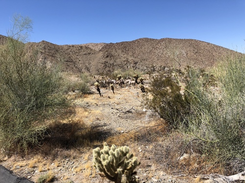 iNaturalist observation photo of Desert Bighorn Sheep