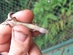 Scincella melanosticta