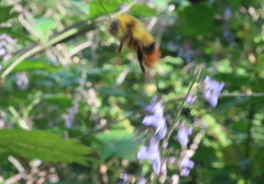 Bombus ignitus