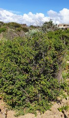 Pimelea serpyllifolia