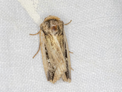Proteuxoa tortisigna