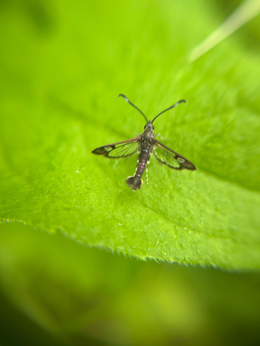 Ithaca Clearwing Moth photo 3