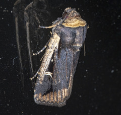 Proteuxoa tortisigna