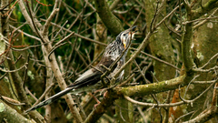 Anthochaera paradoxa