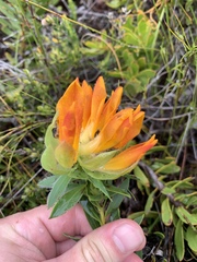 Liparia splendens comantha