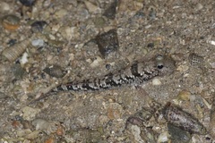 Periophthalmus variabilis