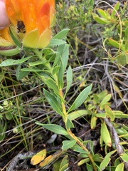 Liparia splendens comantha