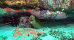 Gymnothorax prasinus