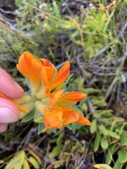 Liparia splendens comantha