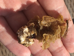 Primavelans insculpta