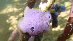 Haliclona implexiformis