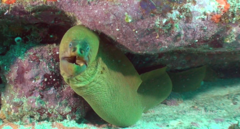 Gymnothorax prasinus