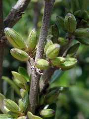 Coprosma chathamica