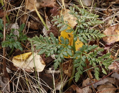 Sceptridium robustum