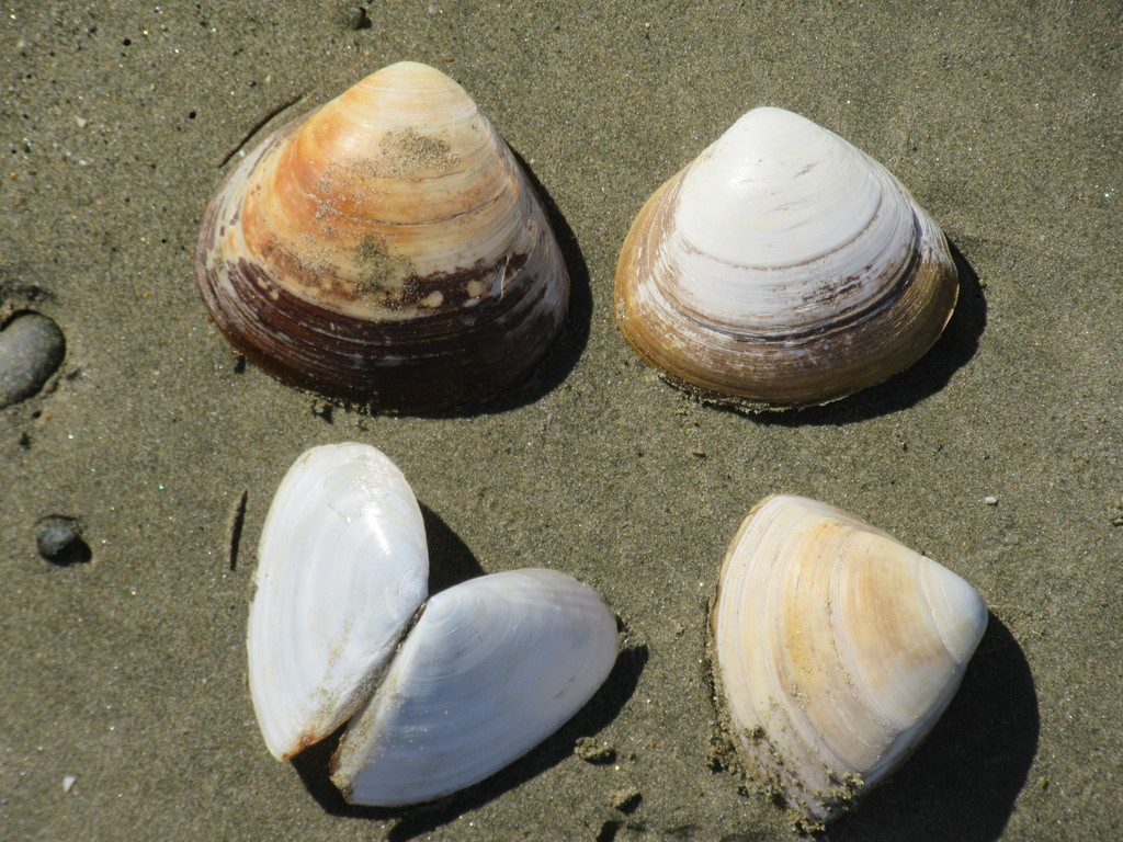 Large Trough Shell from Taramoa, New Zealand on September 22, 2019 at ...