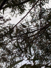Anthochaera carunculata