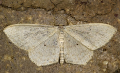 Scopula perlata
