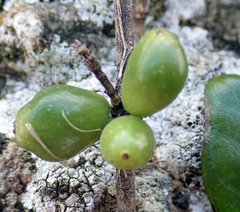 Coprosma chathamica