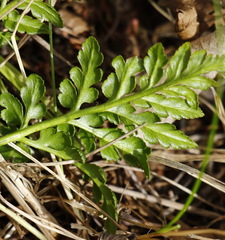 Sceptridium robustum