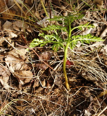 Sceptridium robustum