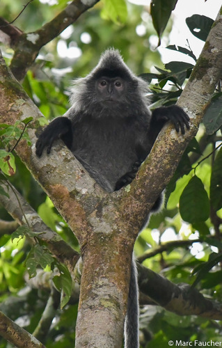 Silvered Leaf Monkey, photo 8 of 8