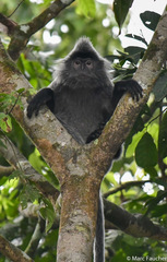 Trachypithecus cristatus