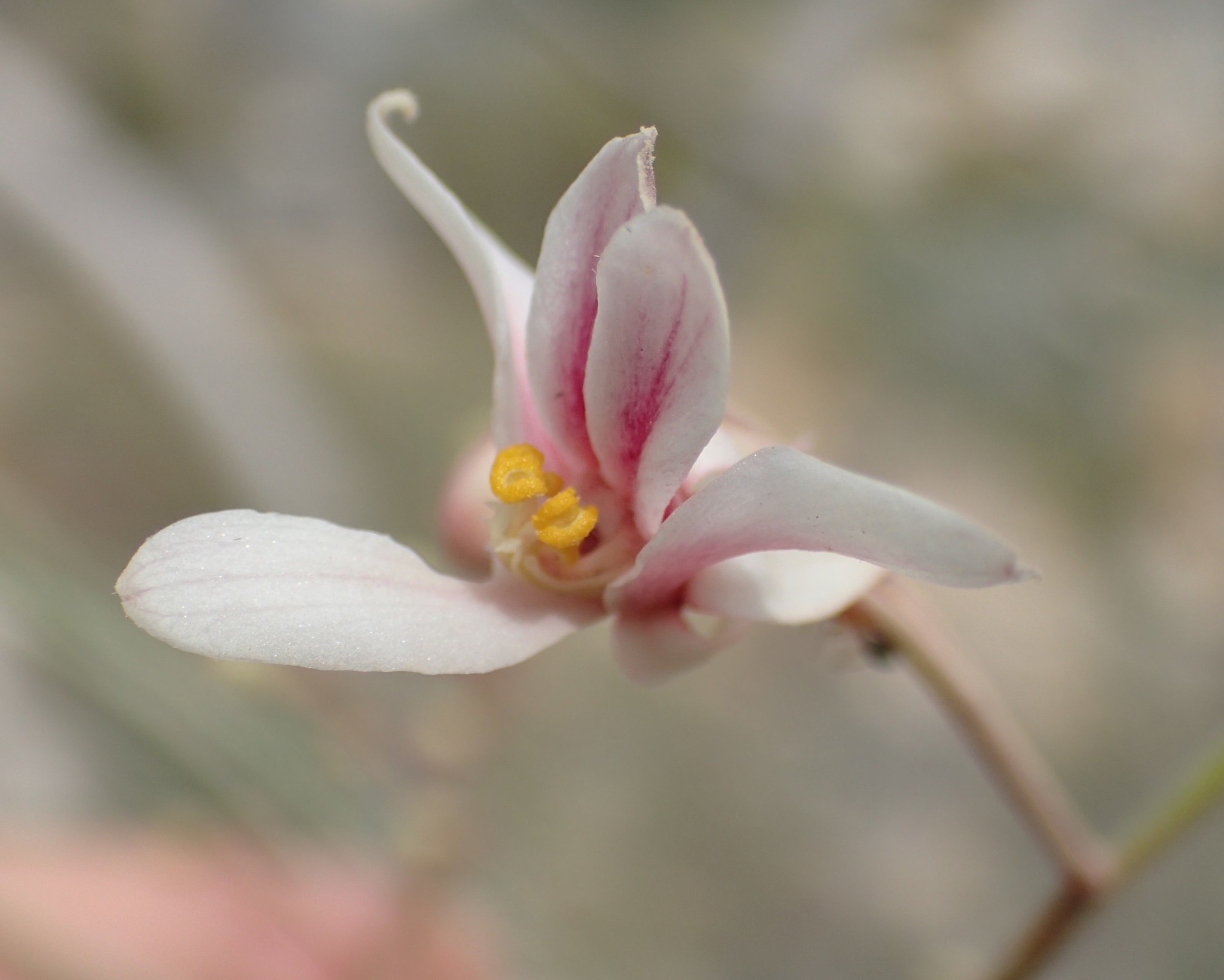 Moringaceae