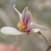 Moringaceae - Photo (c) Tobias 67, alguns direitos reservados (CC BY-SA)