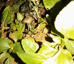 Otala lactea