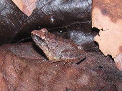 Limnonectes limborgi