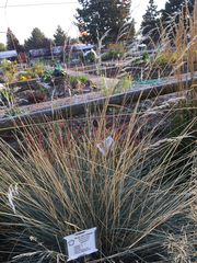 Helictotrichon sempervirens