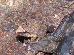 Limnonectes limborgi