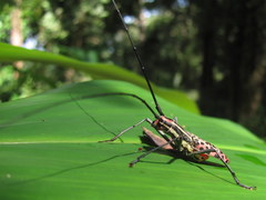 Macrochenus isabellinus