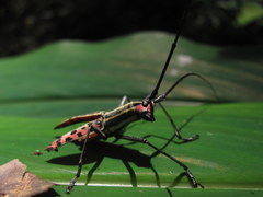 Macrochenus isabellinus