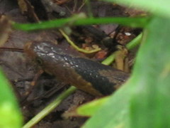 Plagiopholis nuchalis