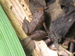 Limnonectes limborgi