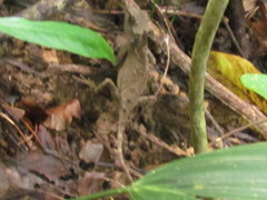 Acanthosaura lepidogaster