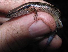 Scincella melanosticta