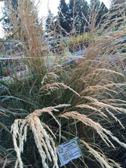 Calamagrostis × acutiflora