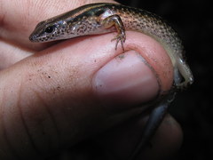 Scincella melanosticta