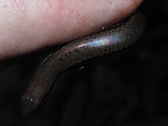 Scincella melanosticta