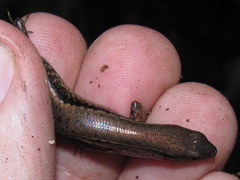 Scincella melanosticta